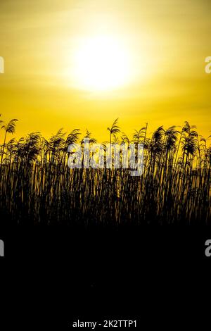 Japanische Pampas Gras Felder und die Sonne Stockfoto