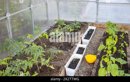 Gemüsebeete mit Tomaten- und Pfefferpflanzen in einem transparenten Polycarbonat- und Metallgewächshaus im Inneren. Gartenkonzept Stockfoto