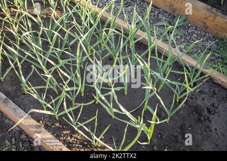 Gemüsebett junger Knoblauchtriebe. Bio-Gemüsegarten mit einem modernen Gartenbett mit Holzseiten Stockfoto