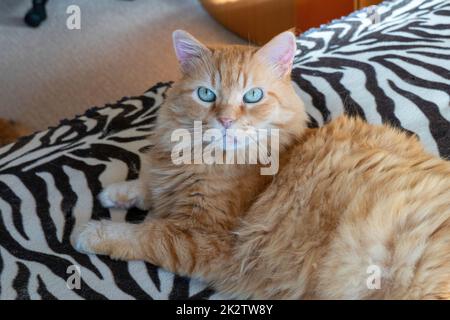 Rote Katze mit blauen Augen liegt auf dem Sofa Stockfoto