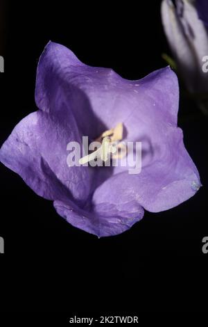 Blaue Blütenblüten aus nächster Nähe trendiger botanischer Hintergrund Campanula rhomboidalis Familie campanulaceae große Drucke in hoher Qualität Stockfoto