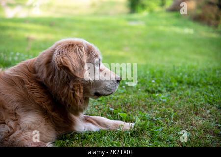 Profil eines alten goldenen Retriever-Hundes, der sich im grünen Gras entspannt Stockfoto