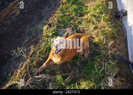 Glücklicher Bauernhund Goldener Retriever ruht in einem Bio-Gemüsegarten Stockfoto