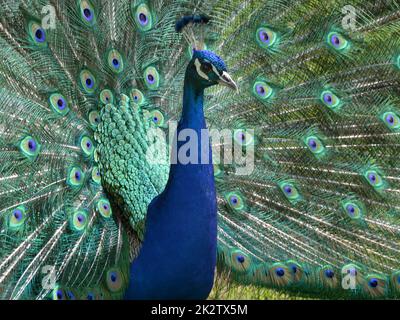 Blauer Pfau, der in freier Wildbahn Rad fährt Stockfoto