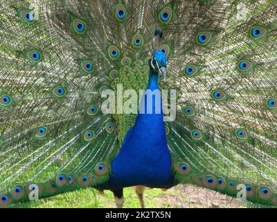 Blauer Pfau, der in freier Wildbahn Rad fährt Stockfoto