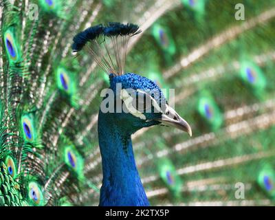 Blauer Pfau, der in freier Wildbahn Rad fährt Stockfoto