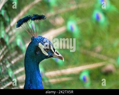 Blauer Pfau, der in freier Wildbahn Rad fährt Stockfoto