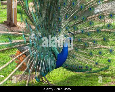 Blauer Pfau, der in freier Wildbahn Rad fährt Stockfoto