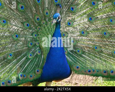 Blauer Pfau, der in freier Wildbahn Rad fährt Stockfoto