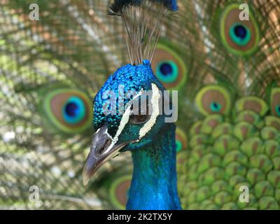 Blauer Pfau, der in freier Wildbahn Rad fährt Stockfoto