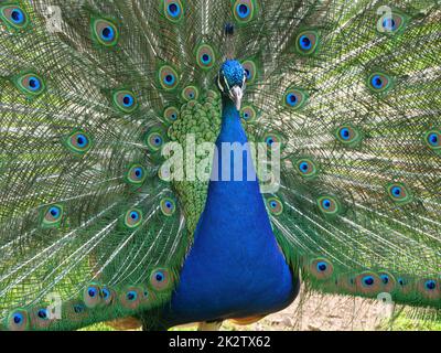 Blauer Pfau, der in freier Wildbahn Rad fährt Stockfoto