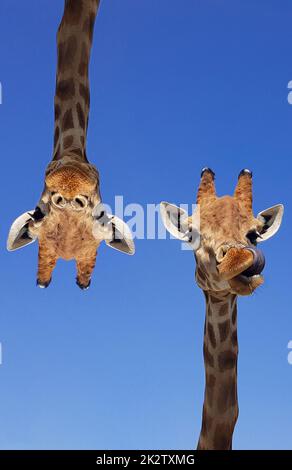 Zwei Giraffen mit blauem Himmel als Hintergrundfarbe. Giraffe, Kopf und Gesicht vor einem blauen Himmel ohne Wolken mit Kopierraum. Giraffa camelopardalis. Komisches Giraffen-Porträt. Vertikale Fotografie. Stockfoto