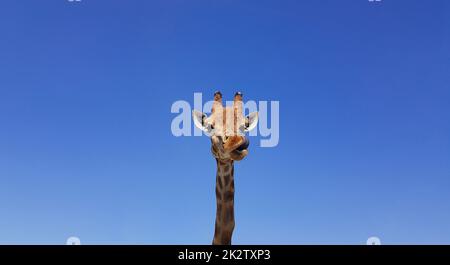 Giraffe mit heraushängender Zunge, mit blauem Himmel als Hintergrundfarbe. Giraffe, Kopf und Gesicht vor einem blauen Himmel ohne Wolken mit Kopierraum. Giraffa camelopardalis. Komisches Giraffen-Porträt. Stockfoto