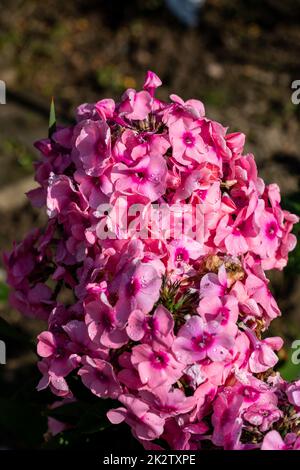 Blühender Zweig der rosa Phlox im Garten Stockfoto