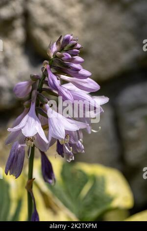 Die Hosta lanceolata blüht im Sommer im Garten Stockfoto