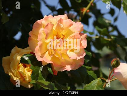 Gelbe Rosen am Zweig im Garten Stockfoto