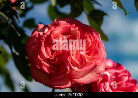 Rote Rosen auf dem Ast im Garten Stockfoto