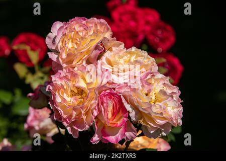 Rote Rosen auf dem Ast im Garten Stockfoto