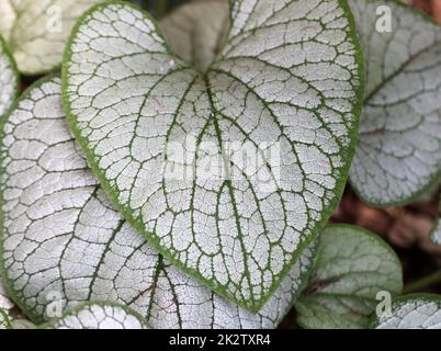 Heartleaf Brunnera, Siberian bugloss, Brunnera macrophylla Jack Frost im Garten Stockfoto