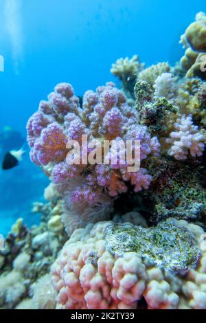 Farbenprächtiges, malerisches Korallenriff am Boden des tropischen Meeres, große rosa Pocillopora-Korallen und Luftblasen im Wasser, Unterwasserlandschaft Stockfoto