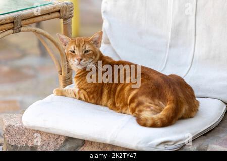 Rot gestreifte Katze, die auf dem Stuhl liegt Stockfoto