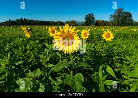 gelbe Sonnenblume auf grauem Sonnenblumenfeld im Sonnenlicht, mit Wald, Baum und blauem Himmel im Hintergrund, mit Biene bei der Arbeit! Sommer Stockfoto