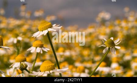 Kamille Blumen Feld hautnah Stockfoto