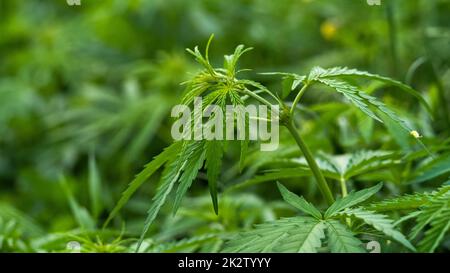 Cannabispflanzen, die im Freien wachsen, wilder Hanf Stockfoto