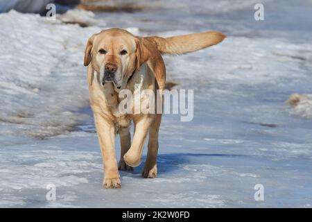 golden Retriever läuft an einem sonnigen Wintertag auf Eis Stockfoto