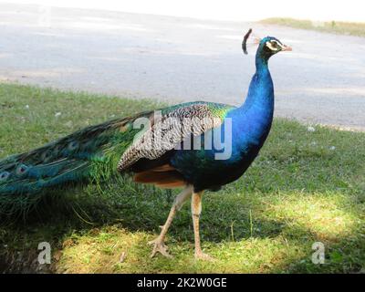 Schöner Pfau von fantastisch hellen Farben von langen Federn Stockfoto
