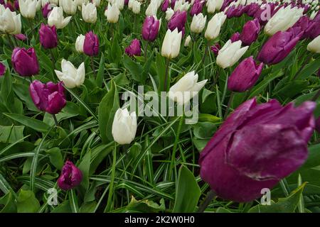 Nahaufnahme mehrerer Tulpen in Weiß und Lila Stockfoto