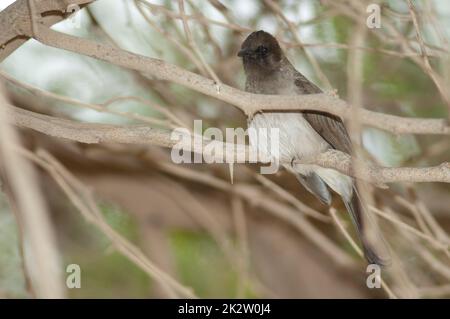 Bulbul-Pycnonotus barbatus auf einem Ast. Stockfoto