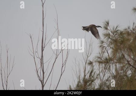 Afrikanischer Grauhornvogel Lophoceros nasutus im Flug. Stockfoto