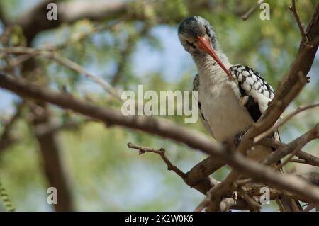 Rotschnabelhornvogel Tockus erythrorhynchus kempi preening. Stockfoto