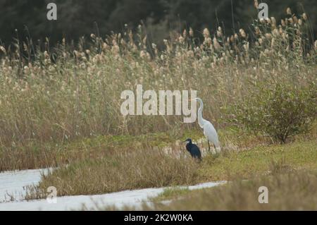 Westlicher Riffreiher Egretta gularis und großer Reiher Ardea alba melanorhynchos. Stockfoto