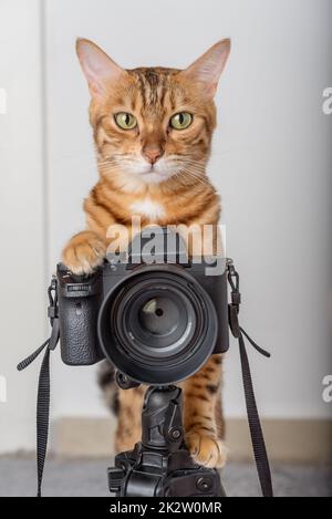 Bengalkatze - ein Fotograf fotografiert mit einer Kamera auf einem Stativ im Haus. Stockfoto