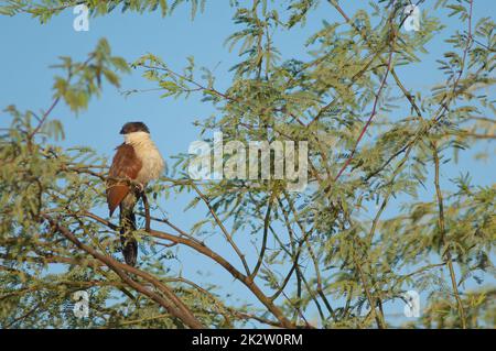 Senegal-Coucal auf einem Ast von Kaugummi-Akazien. Stockfoto