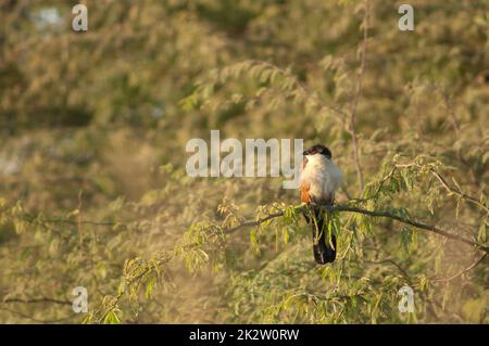 Senegal-Coucal auf einem Ast von Kaugummi-Akazien. Stockfoto