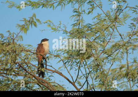 Senegal-Coucal auf einem Ast von Kaugummi-Akazien. Stockfoto