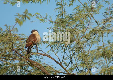 Senegal-Coucal auf einem Ast von Kaugummi-Akazien. Stockfoto