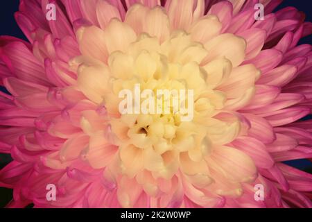 Rosa und gelbe Chrysantheme Blume Nahaufnahme Stockfoto