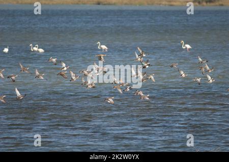 Herde von Garganey und nördlichen Schaufeln im Flug. Stockfoto