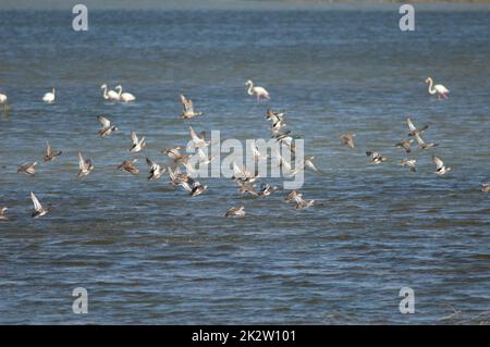 Herde von Garganey und nördlichen Schaufeln im Flug. Stockfoto