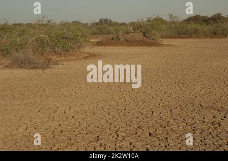 Trockene Lagune und Buschland im Nationalpark Oiseaux du Djoudj. Stockfoto