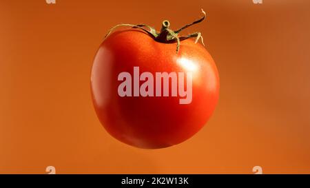 Eine frische, leckere rote Tomate. Saftige mehrzellige Beere. Ein jährliches oder mehrjähriges Kraut. Gemüsekultur. Saftige Tomate mit grünem Stiel. Stockfoto