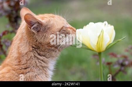 Rote Katze riecht wie eine Tulpe. Nahaufnahme einer süßen orangefarbenen, schönen Katze, die im Garten Blumen riecht. Wunderschöner natürlicher Hintergrund. Flauschiges Haustier mit Wildblumen. Gemütlicher Morgen zu Hause. Stockfoto