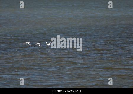 Rattenavocets Recurvirostra avosetta fliegen über eine Lagune. Stockfoto