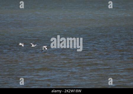 Rattenavocets Recurvirostra avosetta fliegen über eine Lagune. Stockfoto