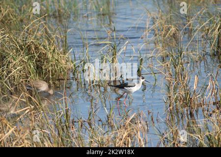 Schwarzflügelpfahl Himantopus himantopus und Schwarzschwanzgottgeist Limosa limosa. Stockfoto
