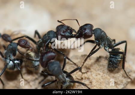 Nahaufnahme von goldenen Ameisen Camponotus sericeus. Stockfoto